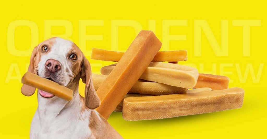 Benefit of Healthy Chew Treat Obedient Aussie Dog chew