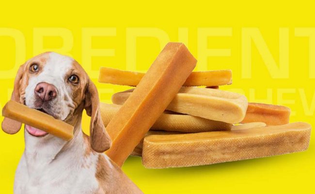 benefit of healthy dog chew- obedient aussie dog chew